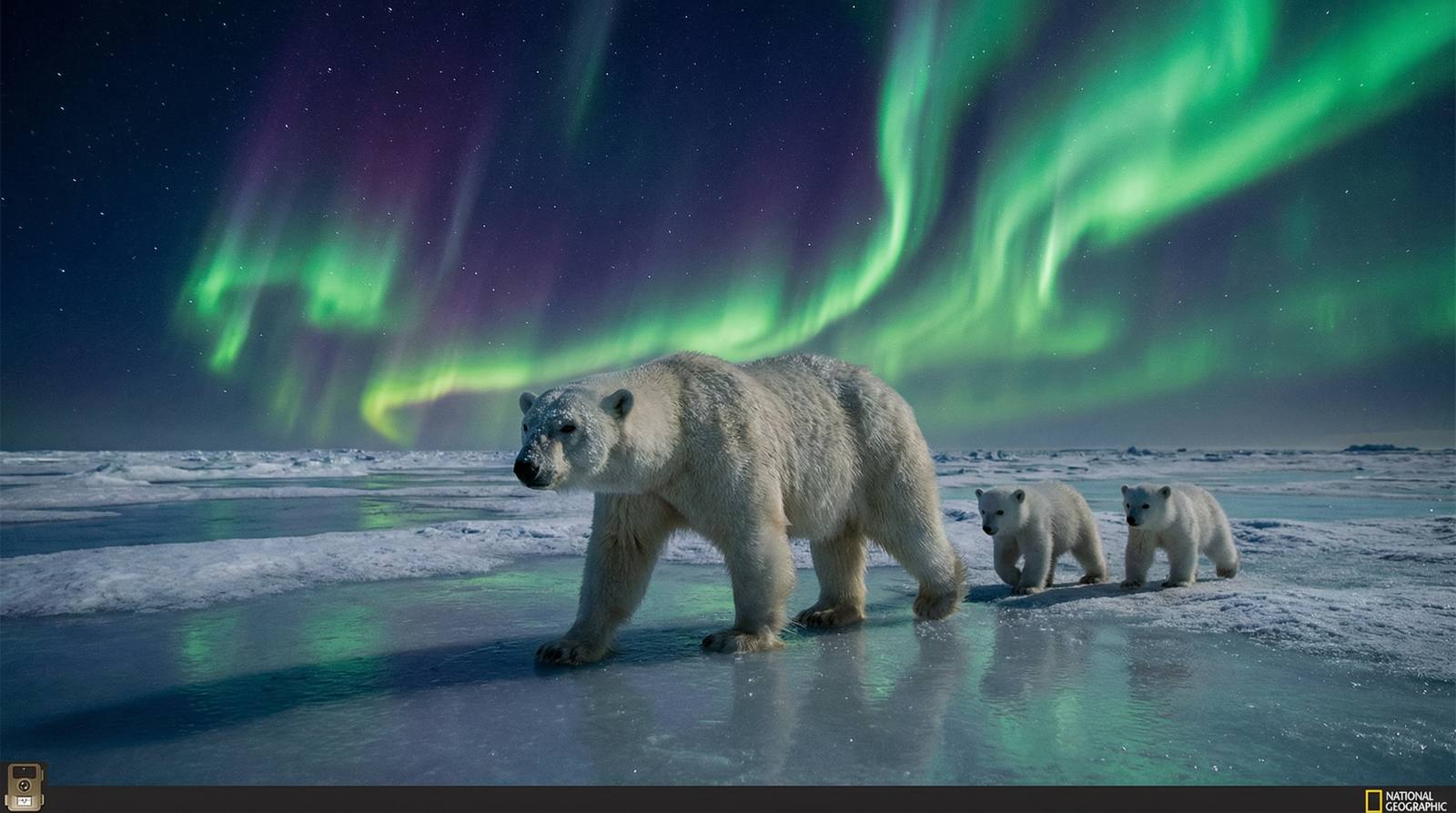 草莓视频北极熊视频